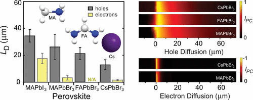 Unbalanced Hole and Electron Diffusion in Lead Bromide Perovskites