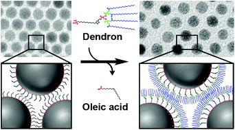 The dendritic effect and magnetic permeability in dendron coated nickel and manganese zinc ferrite nanoparticles
