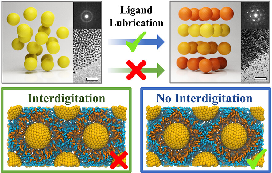 Dynamic Nanocrystal Superlattices with Thermally Triggerable Lubricating Ligands